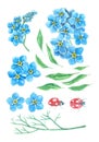 Forget me not and ladybugs. Watercolor set.