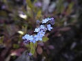 Forget-me-not in a Lancashire Garden