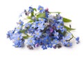 Forget me not, little flowers in heart shape, isolated on white Royalty Free Stock Photo