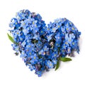 Forget me not, little flowers in heart shape, isolated on white Royalty Free Stock Photo