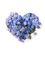 Forget me not  little flowers in heart shape  isolated on white Royalty Free Stock Photo