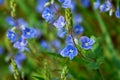 Forget-me-not in the meadow at sunny spirng da Royalty Free Stock Photo