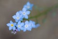 Forget-me-not, myosotis, blue flowers and buds Royalty Free Stock Photo