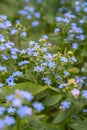 Forget-me-not. Myosotis blue flowers