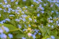 Forget-me-not. Myosotis blue flowers