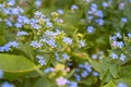 Forget-me-not. Myosotis blue flowers