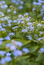 Forget-me-not. Myosotis blue flowers