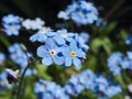 Forget Me Not Myosotis Blue Flowers