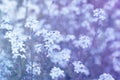 Forget-me-not Myosotis flowers background Royalty Free Stock Photo