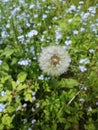 Forget-me-not Myosotis flowers blooming. Dandelion. Little blue forget me not flowers Royalty Free Stock Photo