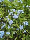 Forget-me-not Myosotis flowers blooming. Little blue forget me not flowers Royalty Free Stock Photo