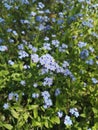 Forget-me-not Myosotis flowers blooming. Little blue forget me not flowers Royalty Free Stock Photo