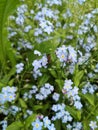 Forget-me-not Myosotis flowers blooming. Little blue forget me not flowers Royalty Free Stock Photo