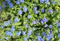 Forget-me-not Myosotis flowers blooming. Little blue forget me not flowers on spring meadow. Royalty Free Stock Photo