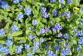 Forget-me-not Myosotis flowers blooming. Little blue forget me not flowers on spring meadow. Royalty Free Stock Photo