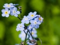 Forget me not, Myosotis, small flowers macro, selective focus, shallow DOF Royalty Free Stock Photo