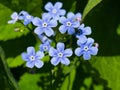 Forget me not, Myosotis, small flowers macro, selective focus, shallow DOF Royalty Free Stock Photo