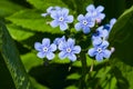 Forget me not, Myosotis, small flowers macro, selective focus, shallow DOF Royalty Free Stock Photo