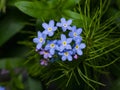 Forget me not, Myosotis, small flowers macro, selective focus, shallow DOF Royalty Free Stock Photo