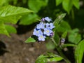 Forget me not, Myosotis, small flowers macro, selective focus, shallow DOF Royalty Free Stock Photo