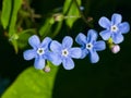 Forget me not, Myosotis, small flowers macro, selective focus, shallow DOF Royalty Free Stock Photo