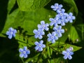 Forget me not, Myosotis, small flowers macro, selective focus, shallow DOF Royalty Free Stock Photo