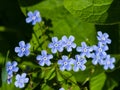 Forget me not, Myosotis, small flowers macro, selective focus, shallow DOF Royalty Free Stock Photo