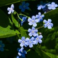 Forget me not, Myosotis, small flowers macro, selective focus, shallow DOF Royalty Free Stock Photo