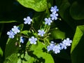 Forget me not, Myosotis, small flowers macro, selective focus, shallow DOF Royalty Free Stock Photo