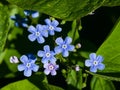 Forget me not, Myosotis, small flowers macro, selective focus, shallow DOF Royalty Free Stock Photo