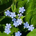 Forget me not, Myosotis, small flowers macro, selective focus, shallow DOF Royalty Free Stock Photo