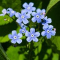 Forget me not, Myosotis, small flowers macro, selective focus, shallow DOF Royalty Free Stock Photo