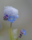 Forget-me-not Myosotis in the snow Royalty Free Stock Photo