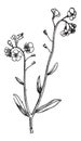 Forget-me-not or Myosotis sp., vintage engraving