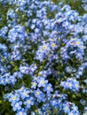 Forget-me-not Myosotis Sylvatica Flowers blossoming in a whole field - selective focus. Nature / Blooming Flower Background Royalty Free Stock Photo