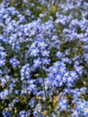 Forget-me-not Myosotis Sylvatica Flowers blossoming in a whole field - selective focus. Nature / Blooming Flower Background Royalty Free Stock Photo