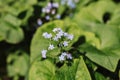 forget-me-not (myosotis sylvatica) flowers. first bright blue blooming little wildflowers in full bloom in garden Royalty Free Stock Photo