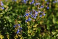 forget-me-not (myosotis sylvatica) flowers. first bright blue blooming little wildflowers in full bloom in garden Royalty Free Stock Photo