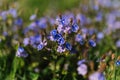 forget-me-not (myosotis sylvatica) flowers. first bright blue blooming little wildflowers in full bloom in garden Royalty Free Stock Photo