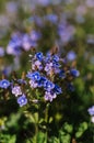 forget-me-not (myosotis sylvatica) flowers. first bright blue blooming little wildflowers in full bloom in garden Royalty Free Stock Photo