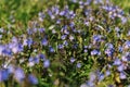 forget-me-not (myosotis sylvatica) flowers. first bright blue blooming little wildflowers in full bloom in garden Royalty Free Stock Photo