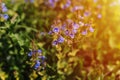 forget-me-not (myosotis sylvatica) flowers. first bright blue blooming little wildflowers in full bloom in garden Royalty Free Stock Photo