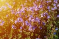 forget-me-not (myosotis sylvatica) flowers. first bright blue blooming little wildflowers in full bloom in garden Royalty Free Stock Photo