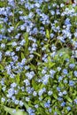 Forget me not  myosotis sylvatica Royalty Free Stock Photo