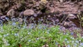 Forget-me-not Myosotis sylvatica wildflowers growing on the shoreline of a creek in Santa Cruz Mountains, California