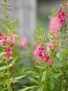 Forget me not pink flower blooming in garden on blurred nature background