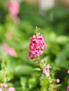 Forget me not pink flower blooming in garden on blurred nature background