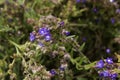 Forget me not plant fynbos