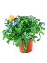 Forget-me-not seedling