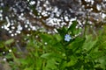 Forget-me-not on a shiny river myosotis flower in the summer Royalty Free Stock Photo